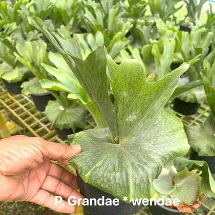 Платицериум P.GRANDAE * WANDAE