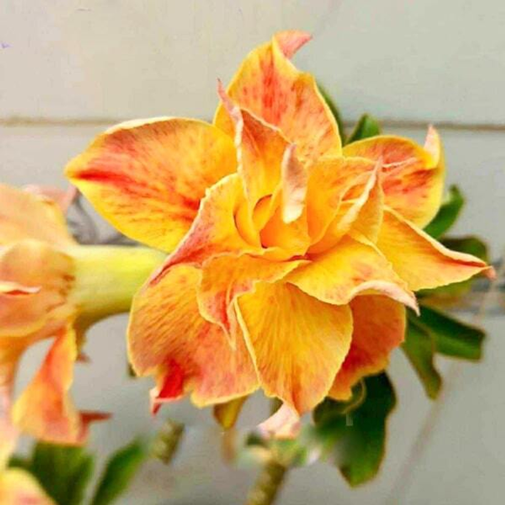 Адениум HARUKO