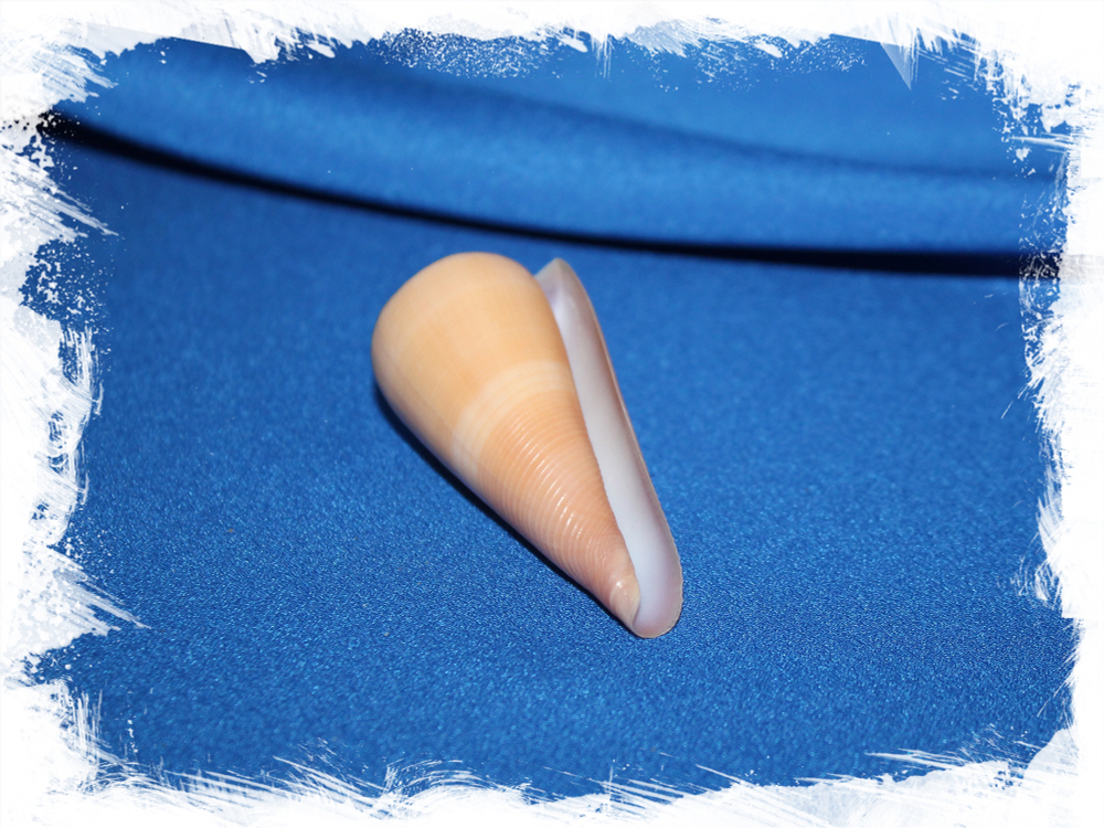 Коллекционная морская ракушка Конус кинтоки, Conus kintoki