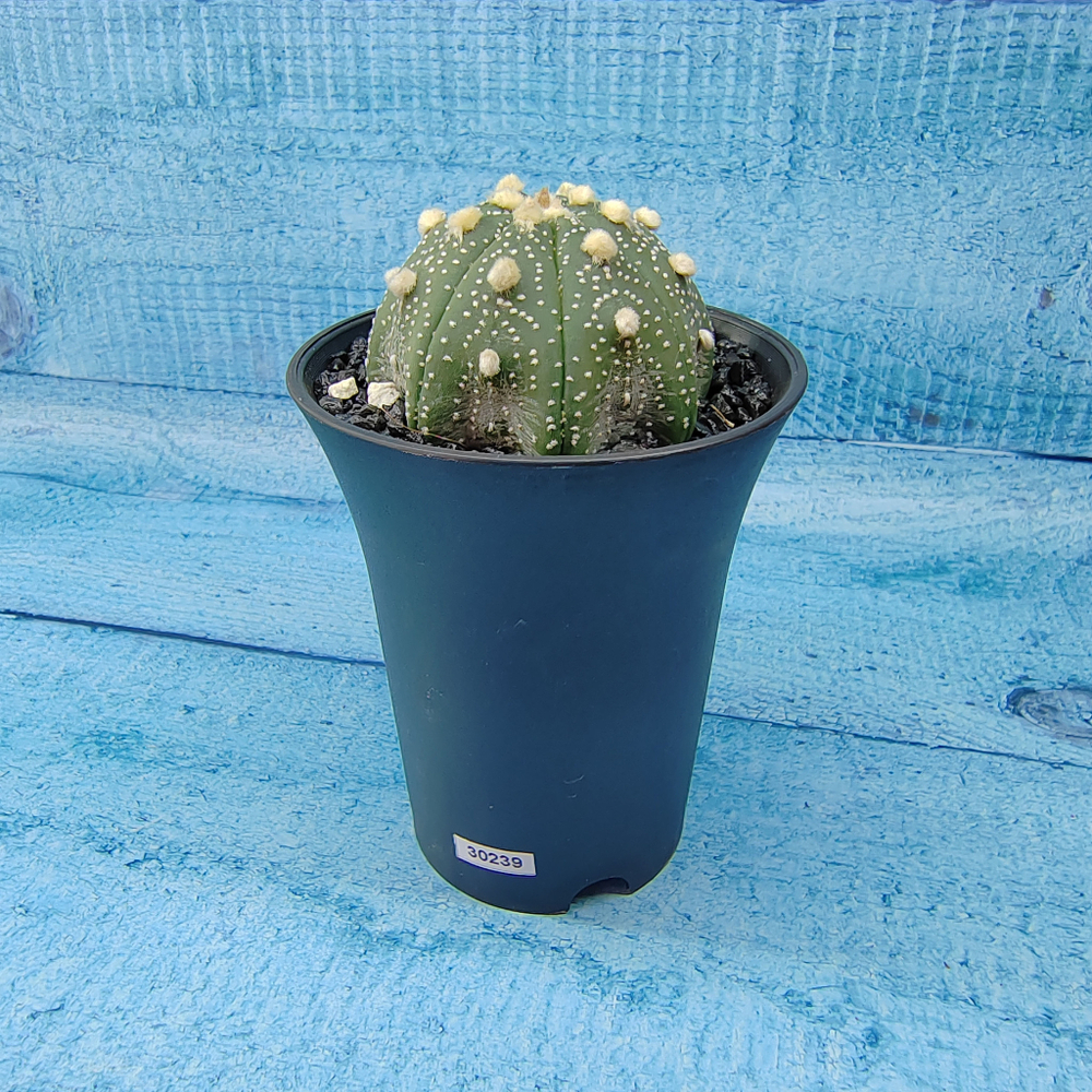 Astrophytum Asterias (Астрофитум)