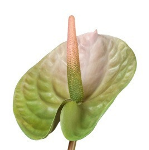 Антуриум Андрэ зелёный с розовым