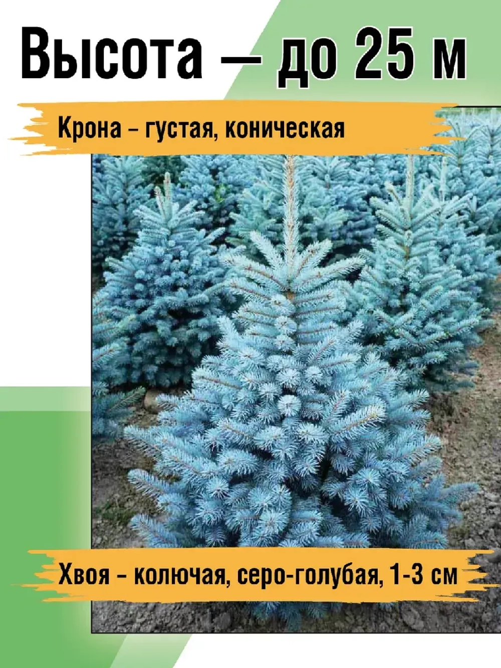 Саженец Ель колючая (голубая)
