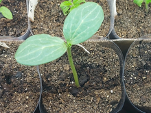 КАРИСТАН F1 семена арбуза (Syngenta | Alexagro)