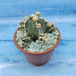 Astrophytum Myriostigma "Hakujo Fukuryu"  (Астрофитум)