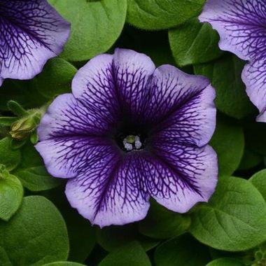 S60211 Петуния кустовая Multiflora MIRAGE BLUE VEIN 100 шт.