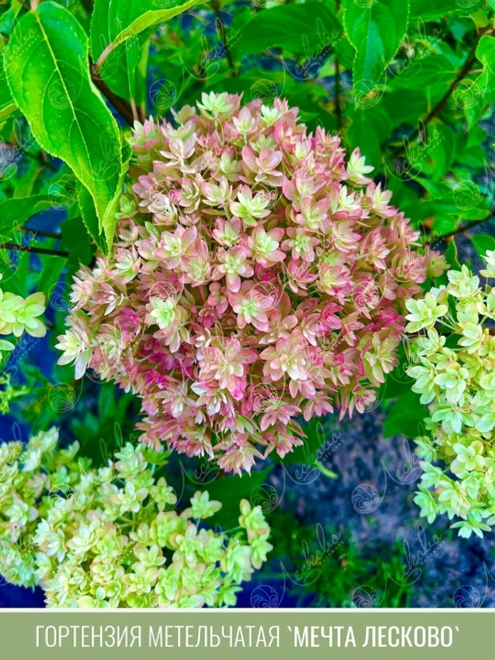 Мечта Лесково С3 (3л)