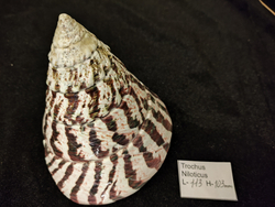 Трохус Нилотикус натуральный