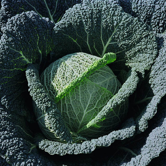 Вироса F1 семена капусты савойской (Bejo / Бейо) продукт – фото 2
