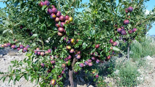 Слива Аленушка китайская (2-х лет) С5 Закупка М69 июнь 2026