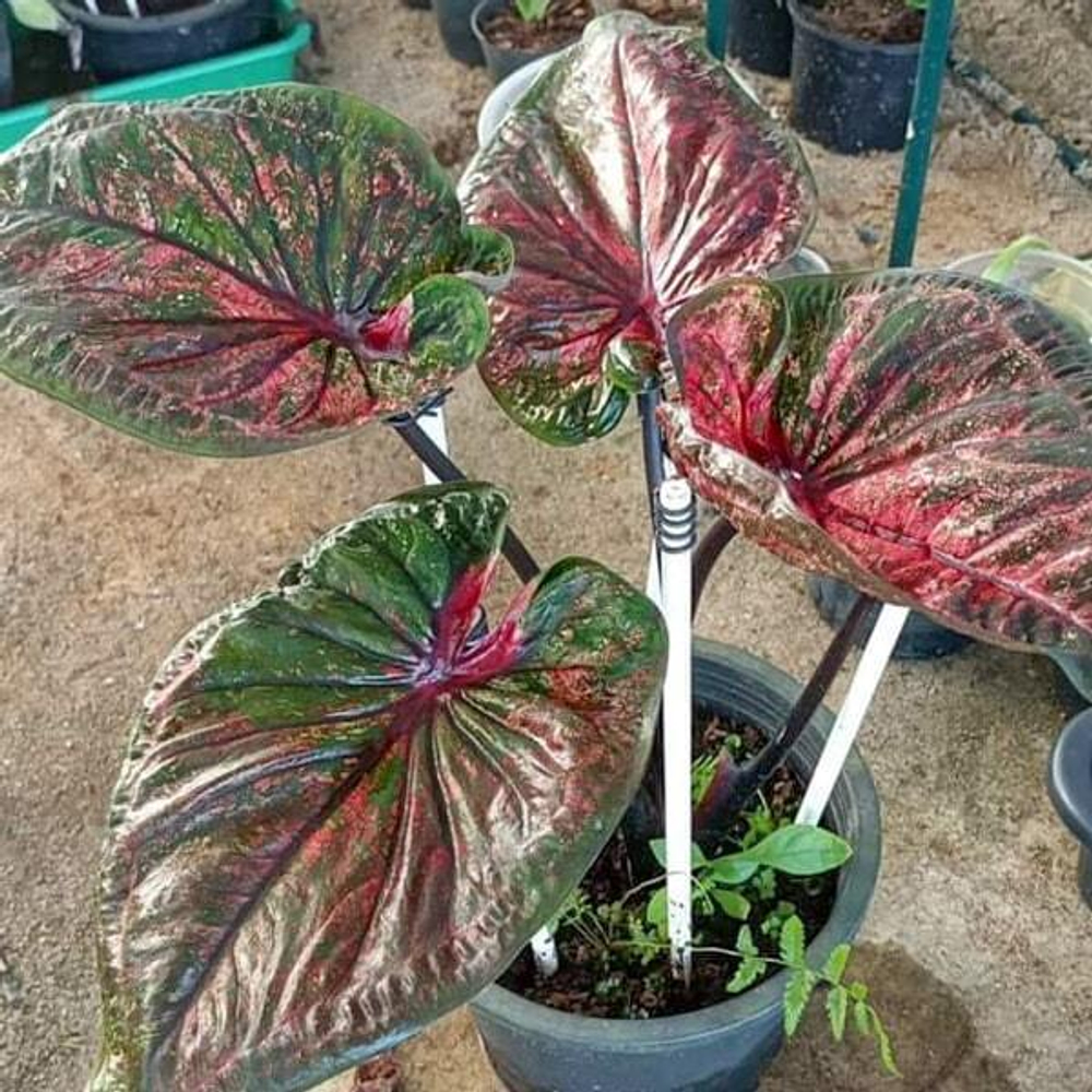 Каладиум CHANAMAN - BEAT THE DEVIL