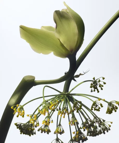 Dries Van Noten Vanille Camouflage Eau de Parfum