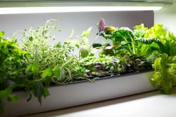 Гидропонная установка "Милашка"