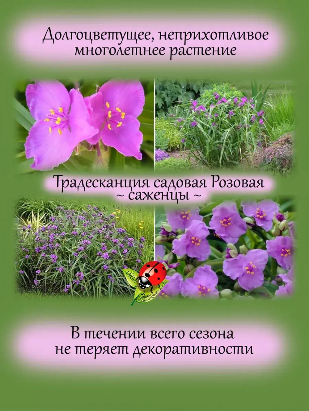 Традесканция садовая Розовая многолетняя цветущая