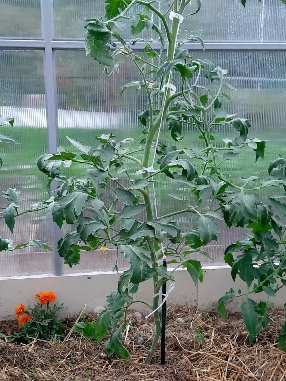 Колышки опора кустодержатель ограждение