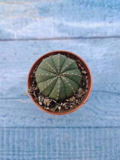 Euphoria Obesa (Эуфорбия)