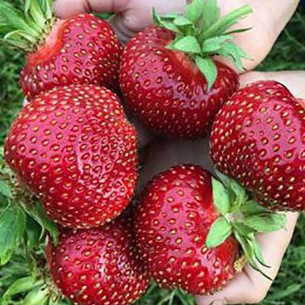 Земляника садовая (клубника) МАЛЬВИНА