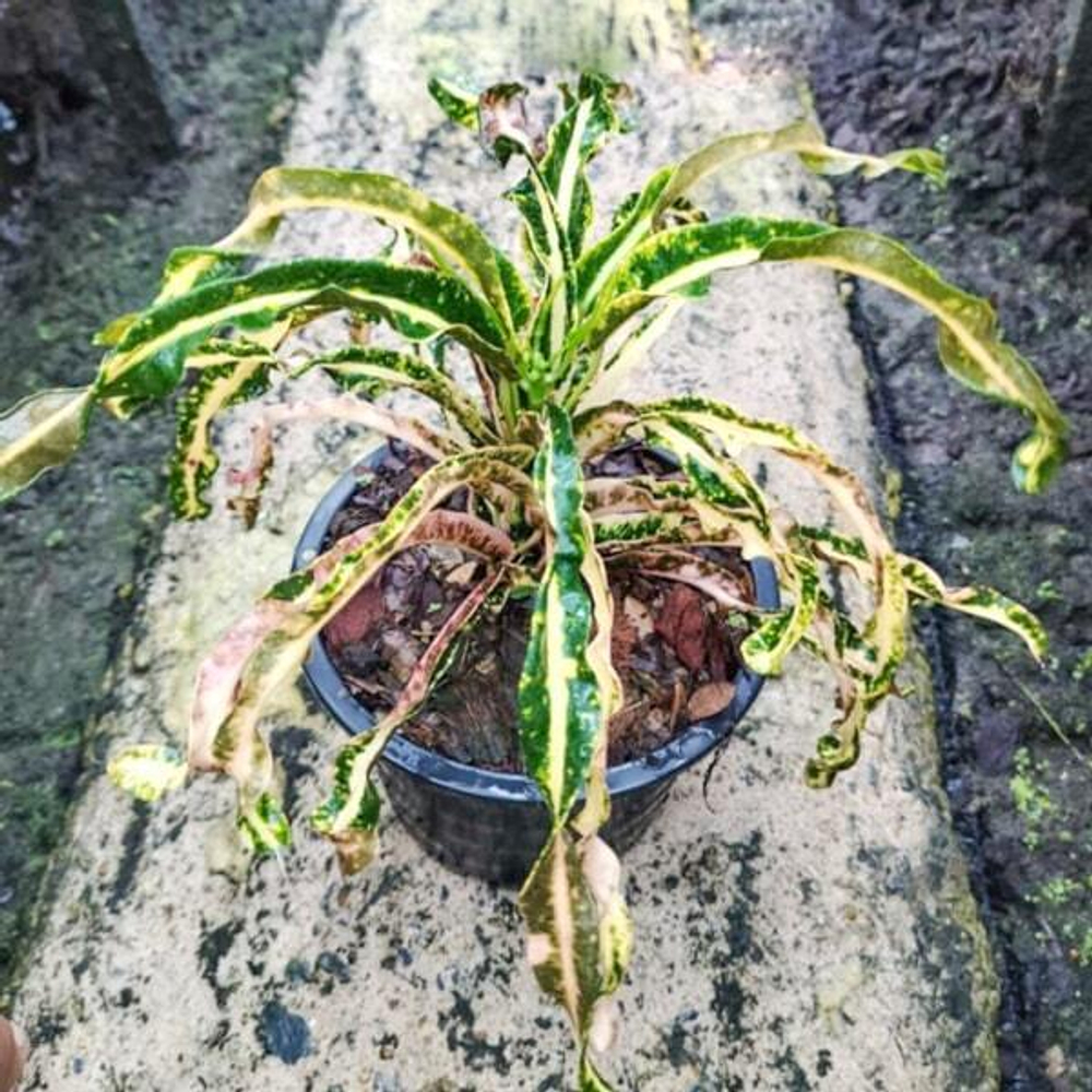 Кротон SUKHAWADEE