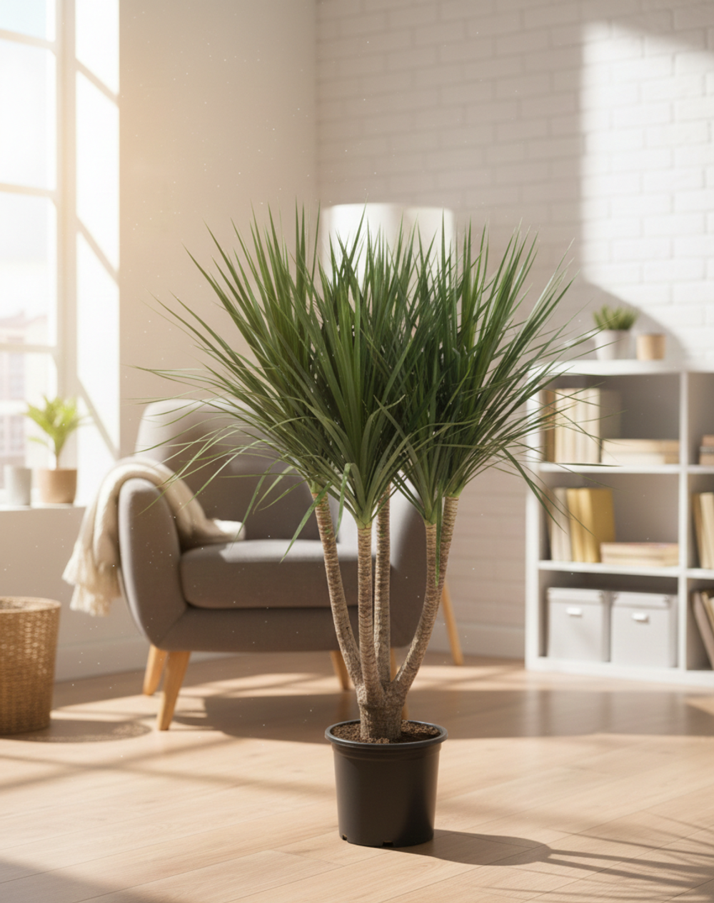 Драцена angustifolia Dragon's Blood Tree д.30