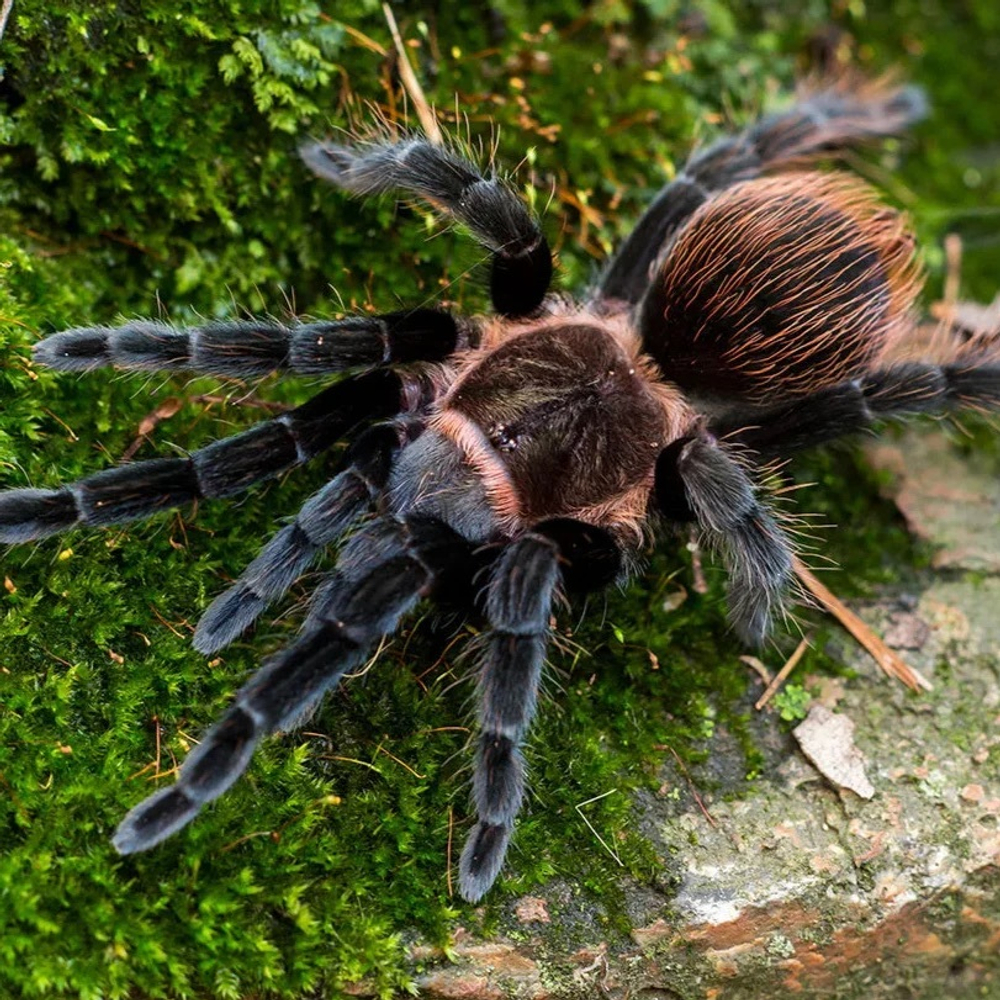 Паук-птицеед Brachypelma angustum (Sericopelma angustum)