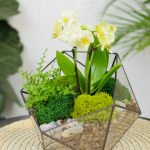 Готовый флорариум с орхидеей Лайм Икос S