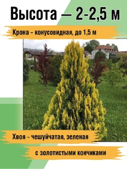 Туя саженец западная Еллоу риббон хвойные