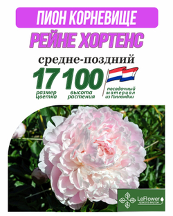 Пион Корневище, Рейне Хортенс, 3+ почек,Нидерланды
