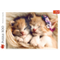 Puzzle &quot;500&quot; - Sleeping kittens / 500 px