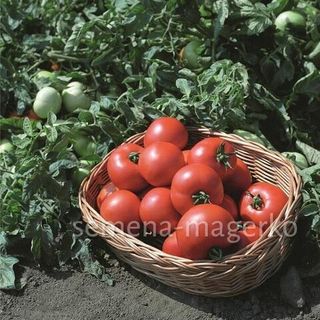 Томат Полбиг F1  1000 (семян)