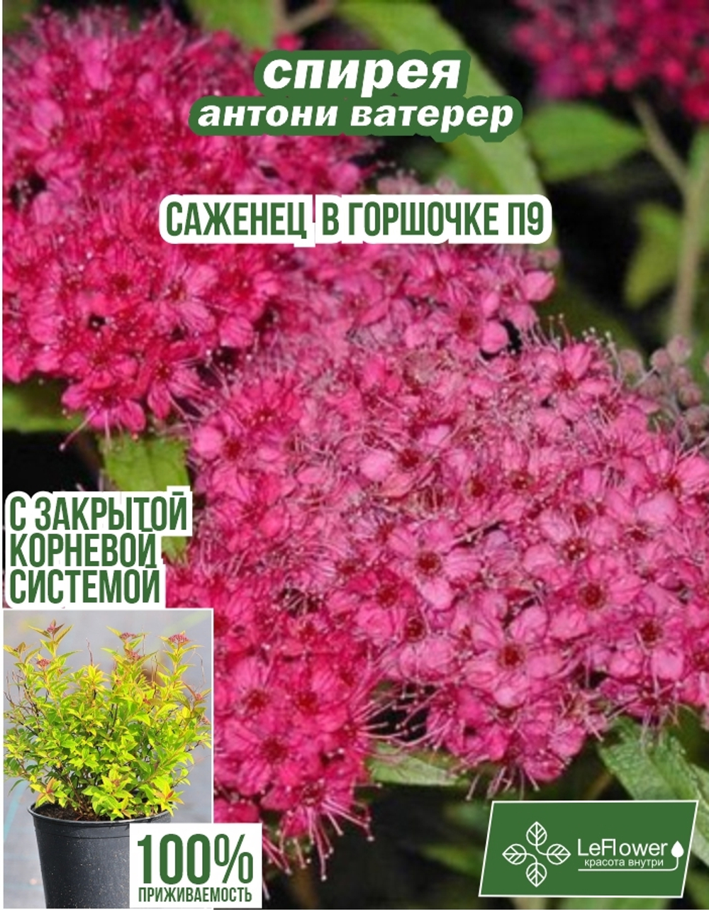 Саженец, Спирея, Антони Ватерер