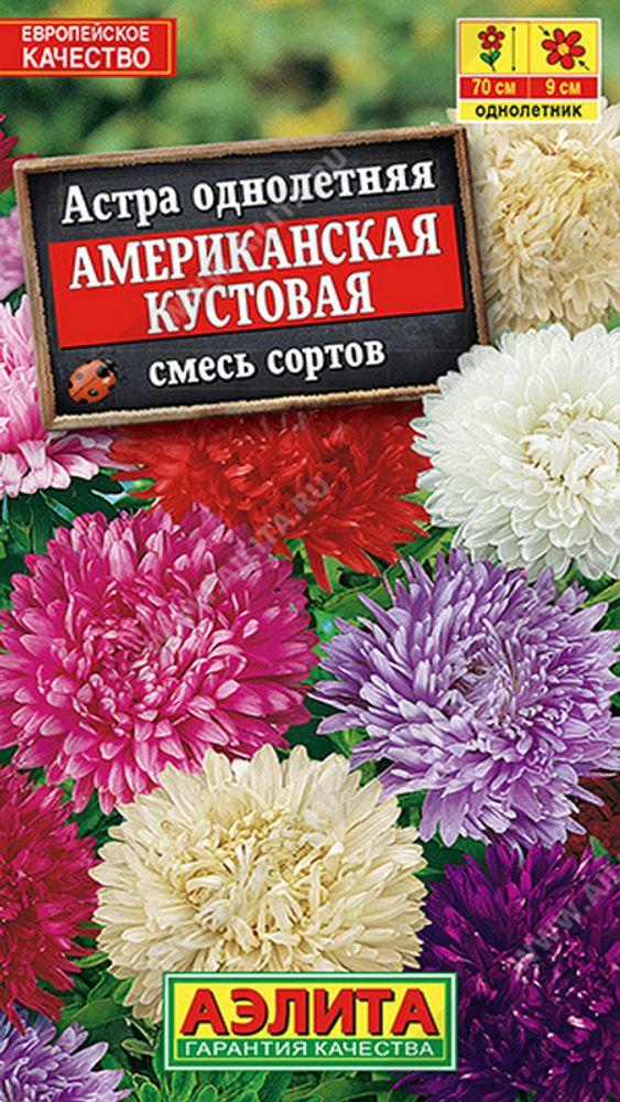 Астра &quot;G. Американская кустовая&quot; 0.2г., Россия.
