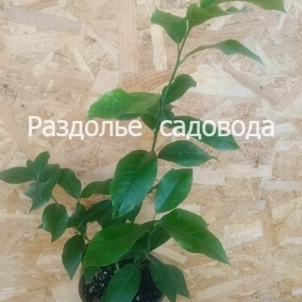 Цитрус Лимон Дженоа