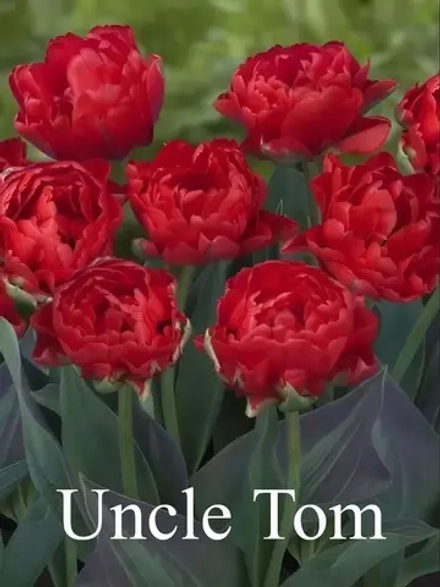 Тюльпаны Uncle Tom 4 шт, набор луковиц