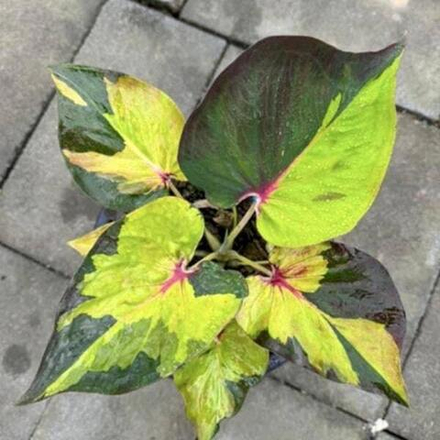 Каладиум THONG TANAOSI