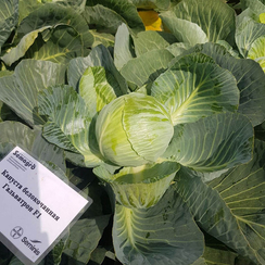Гальватрон F1 семена капусты белокочанной (Seminis / Семинис)