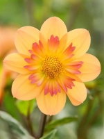 Георгин воротничковый Келси Анна Джой