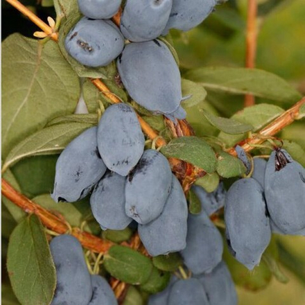 Жимолость Бореал Бист ( Северный зверь)