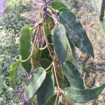 Хойя ARCHBOLDIANA PINK