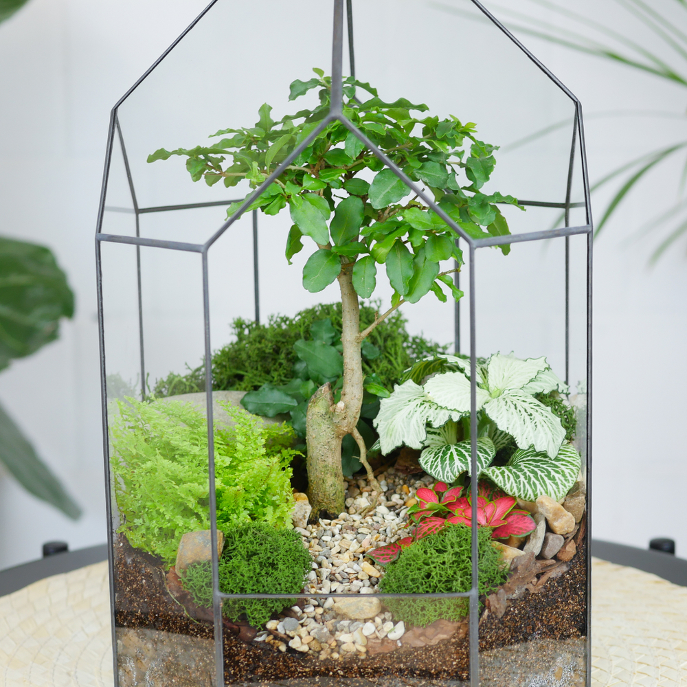 Готовый флорариум бонсай Лигуструм Бонсариум