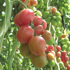 ДРК 936 F1 семена томата индетерминантного (De Ruiter Seeds / Де Ройтер Сидс)