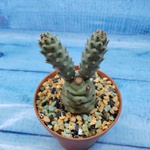 Tephrocactus Articulatus Diadematus (Тефрокактус)