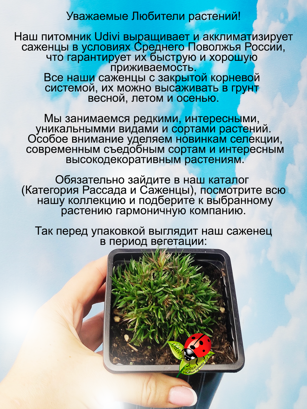 Армерия Можжевелолистная вечнозеленая