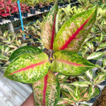 Аглаонема LION KING