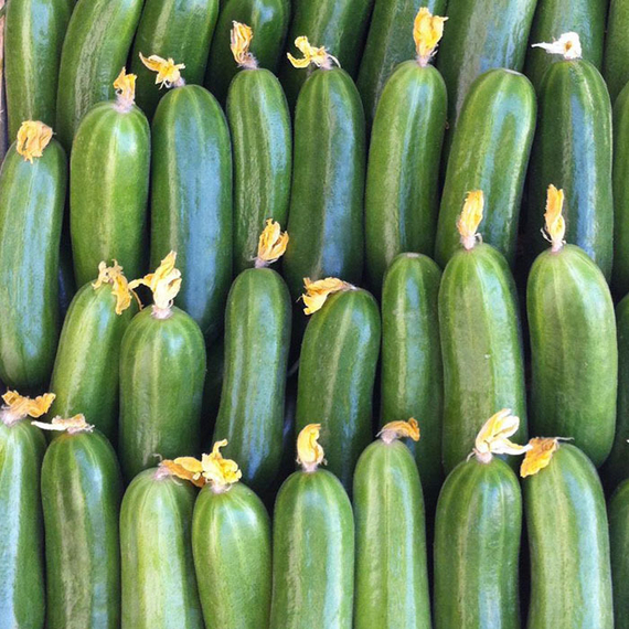 АЗАМАТ F1 семена огурца Bejo купить оптом – фото 2