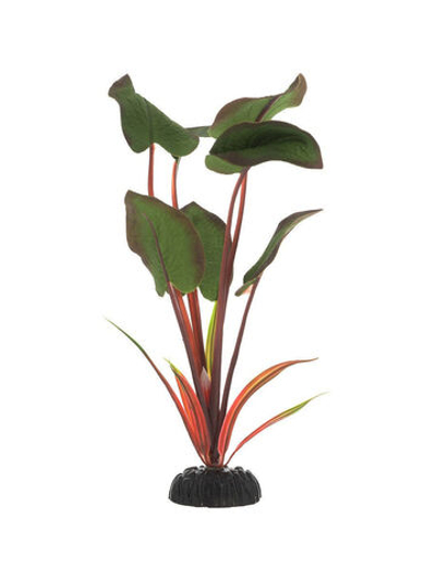 Шёлковое растение Эхинодорус бархатный 20см