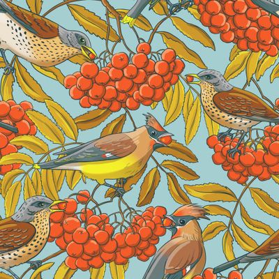 Свиристели и дрозды-рябинники на рябине (серо-голубой)