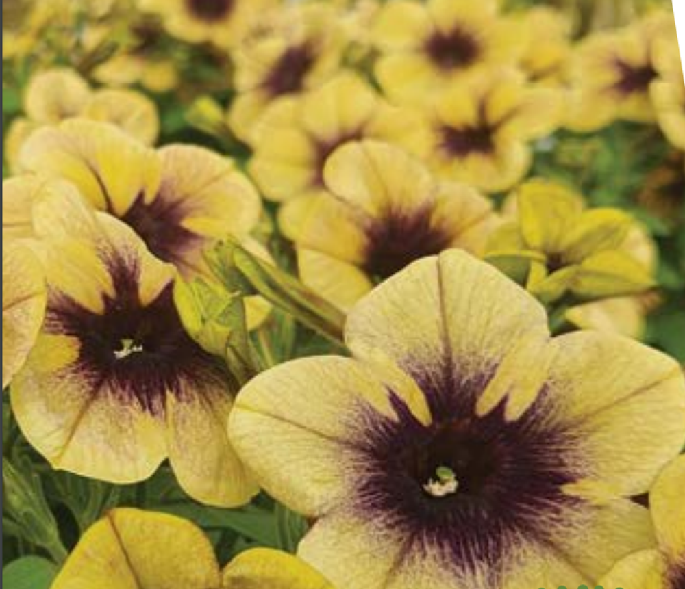 ЕВРО Petunia Ray Shadow укорененный черенок середина декабря 25