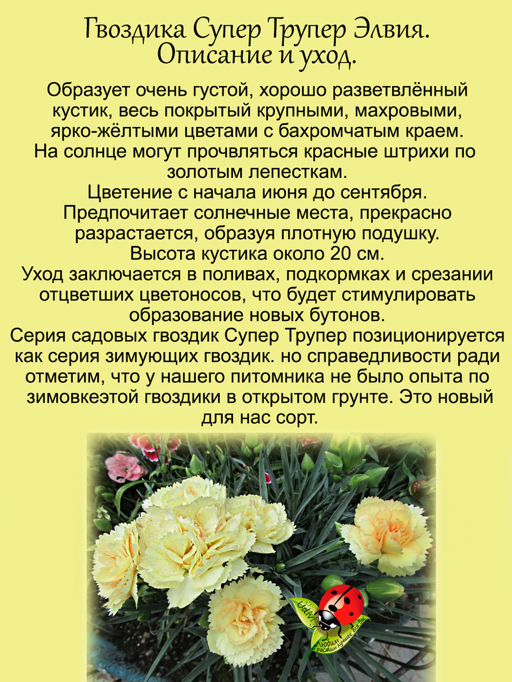 Гвоздика садовая Супер трупер Элвия