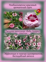 Гвоздика Беби Дорис ампельная
