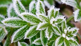 Укрывной материал на случай возвратных заморозков