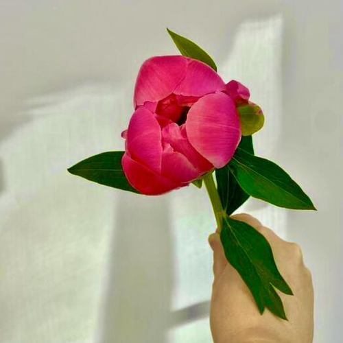 Пион Корал Шарм. Цветы поштучно 014 Chalet Green